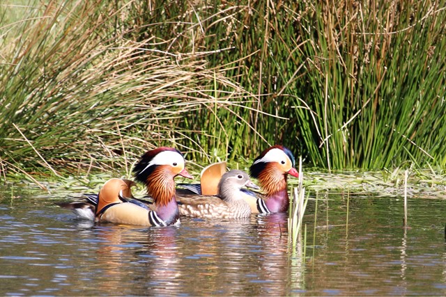 drie eenden in het water, bij het riet.