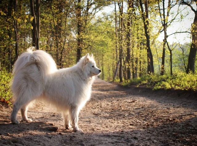 Hondenbos het Leesten