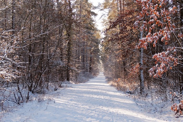 afbeelding van een winters pad door het bos bij Ketelwald.