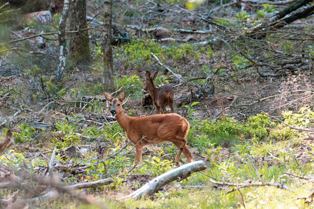Wandelroute Veluwe Planken Wambuis Hertjes