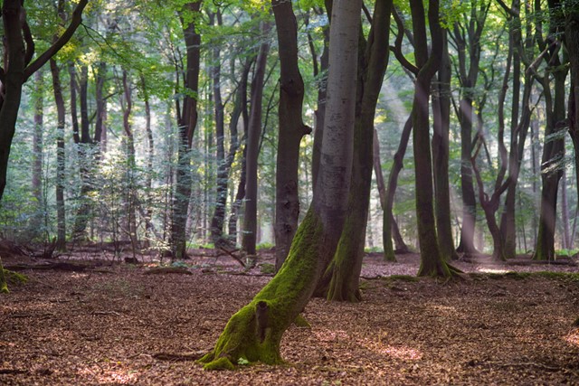 afbeelding van een bos.