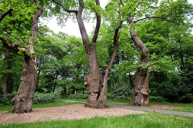 foto van drie dikke bomen naast elkaar.