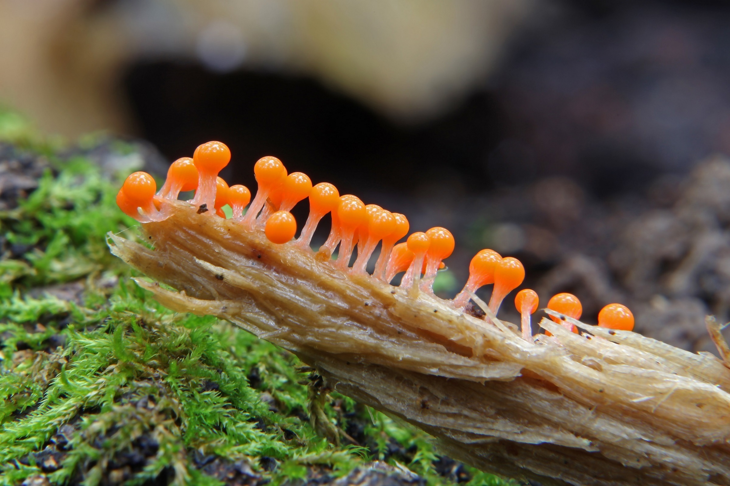 Header | Herfst met Hanne: paddenstoelen