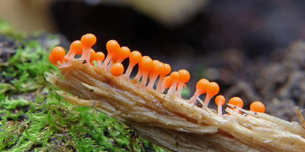 Header | Herfst met Hanne: paddenstoelen
