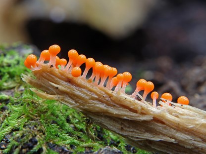 Header | Herfst met Hanne: paddenstoelen
