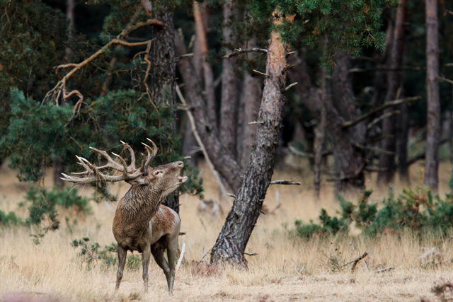 Wandelroute Nationaal Park De Hoge Veluwe Otterlose Zand Bronsttijd