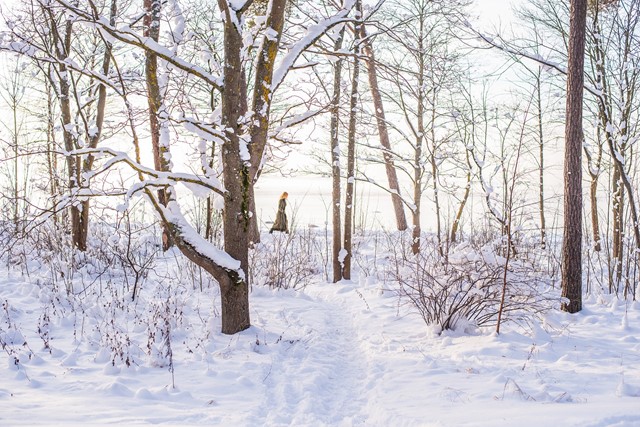 Sneeuwlandschap