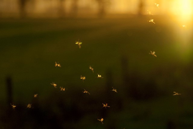 Muggen in de laaghangende zon.