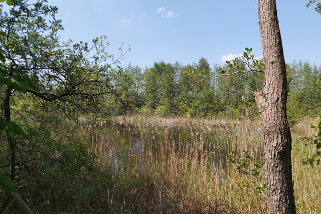 Wandelroute Weerribben Wieden Rietwandeling Riet