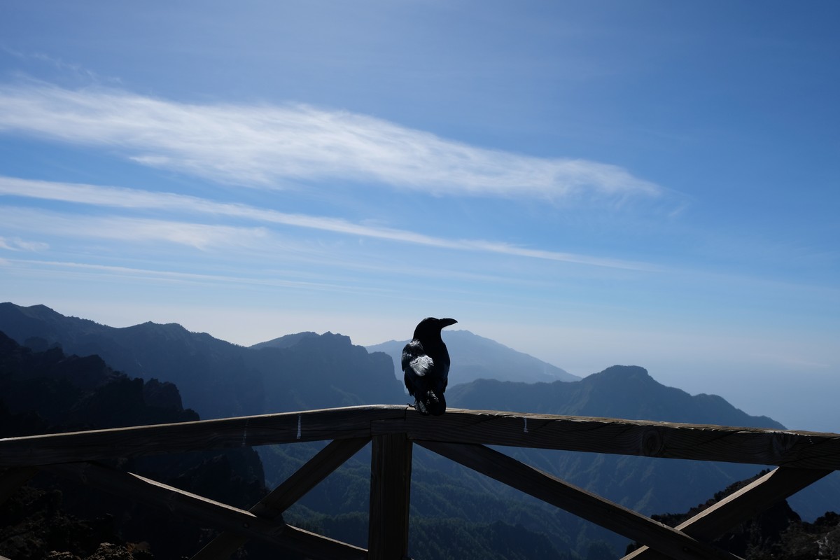 afbeelding van een raaf op de Roque de los Muchachos.