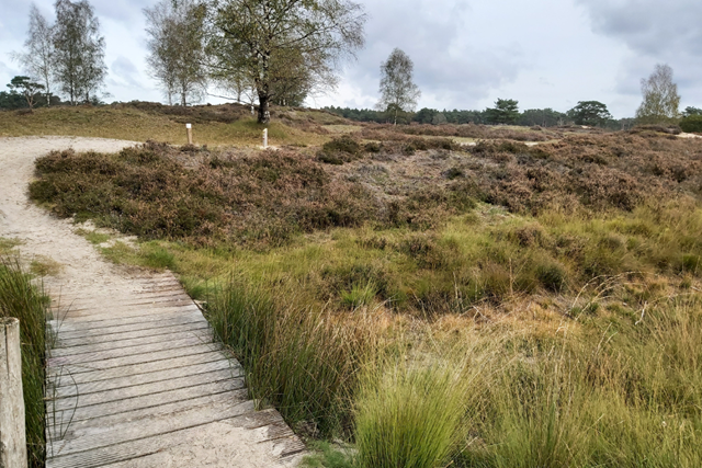 Wandelroute Bornia Heidestein Heide, Stuifzand Bornia