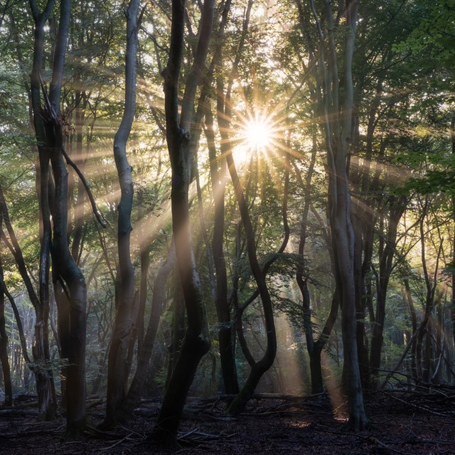 zonneharpen in het Speulderbos.