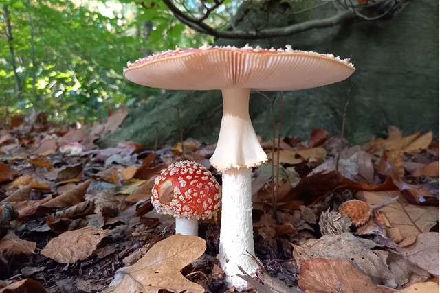 afbeelding van paddenstoelen in natuurgebied de Dennen op Texel.