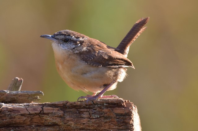 Winterkoning in de natuur tijdens een boswandeling