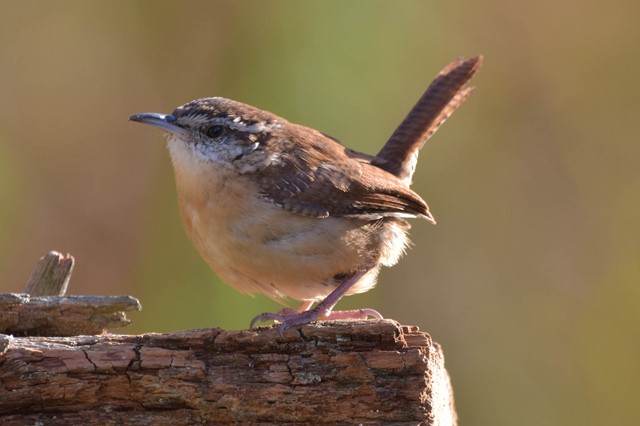 Transplanteren Derde bioscoop Vogelgeluiden herkennen tijdens je boswandeling - Wandel