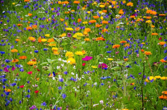 Bloemenveld