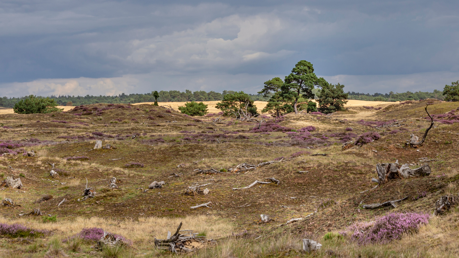 Wandelroute Nationaal Park De Hoge Veluwe Otterlose Zand