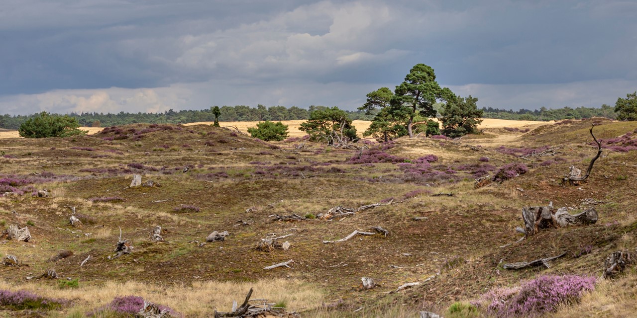 Wandelroute Nationaal Park De Hoge Veluwe Otterlose Zand