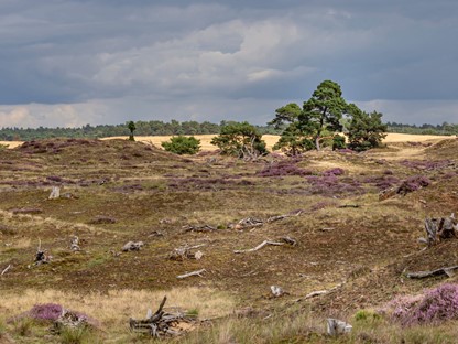 Wandelroute Nationaal Park De Hoge Veluwe Otterlose Zand