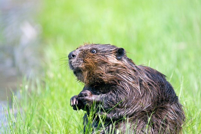 De bever is een bekende bewoner van de Biesbosch 