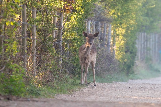 Ree in bos