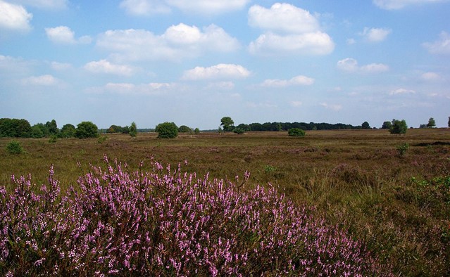 Ermelose Heide