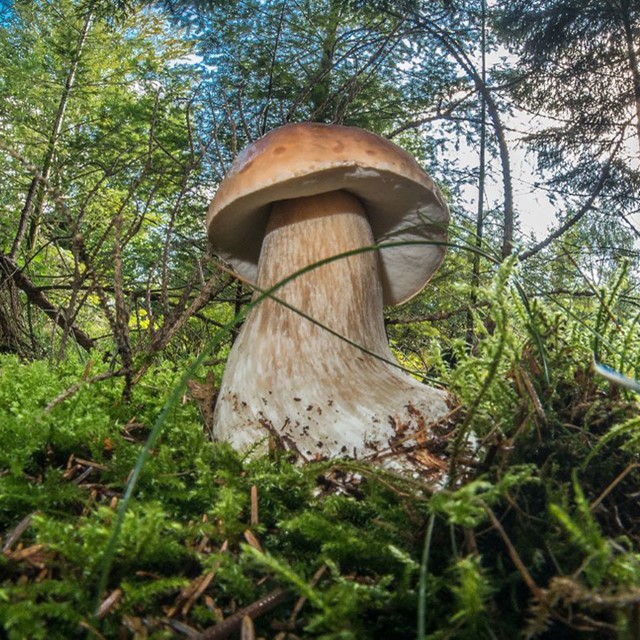 Vijf mooie paddenstoelenwandelingen in Nederland: eekhoorntjesbrood.