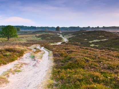 Dit Zijn De Mooiste Duinwandelingen Van Nederland