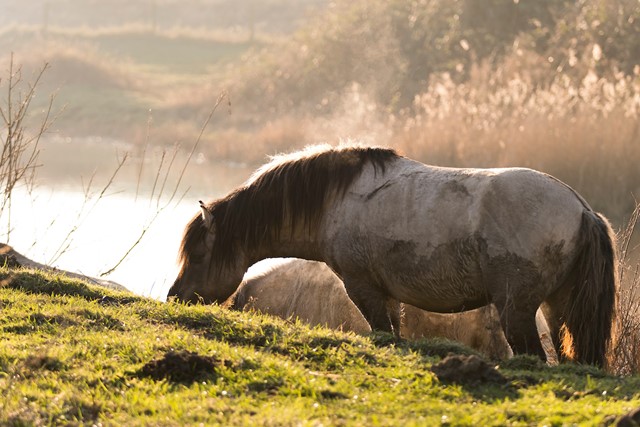 Wandelen tussen de konikpaarden