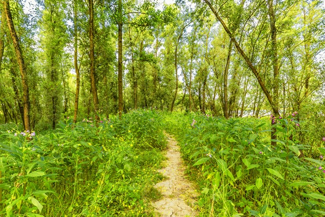 afbeelding van een wandelpad door de groene jungle van de Millingerwaard.