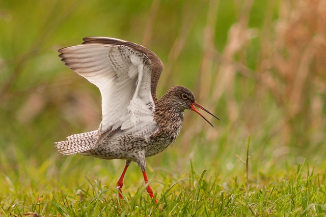 de vogel tureluur staat op het gras en heeft zijn bek open en vleugels omhoog