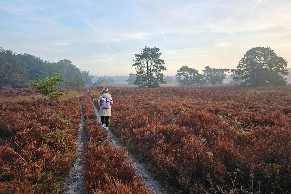 Wandelroute Veluwe Hendrik Mouwenveldroute (2)