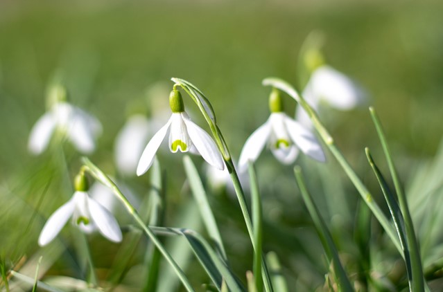 Witte stinzenplant