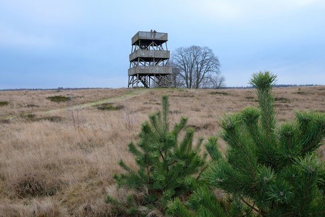 afbeelding van de uitkijktoren in het Aekingerzand.