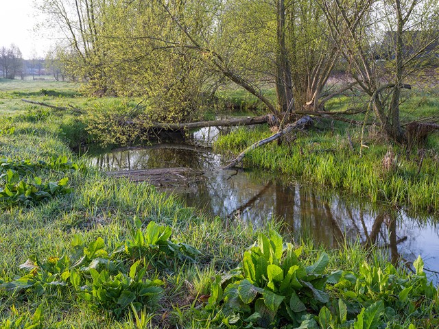 De Eckeltse Beek slingert door het landschap, waar de bever duidelijk zijn sporen nalaat. 