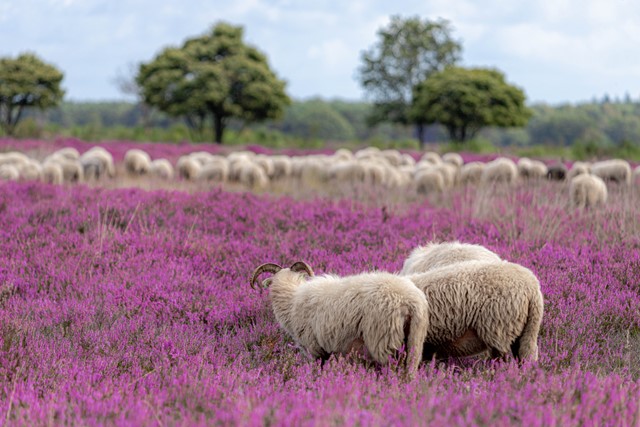 schapen in de bloeiende, paarse heide.