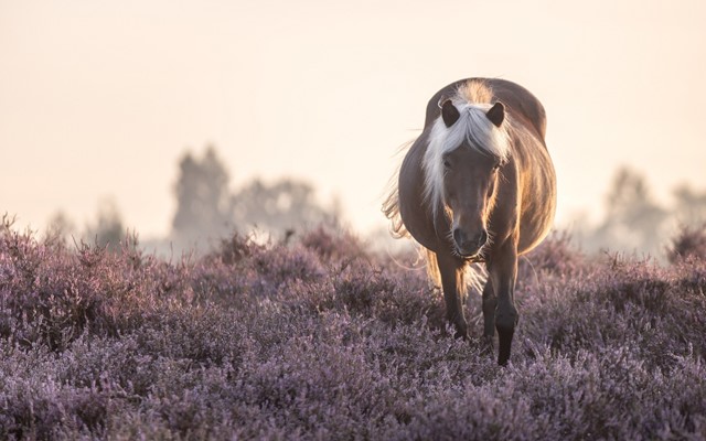 Afbeelding 1 | In Deze Wandelgebieden Kun Je Bijzondere Dieren Ontmoeten