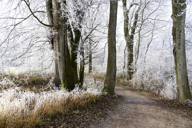 Bos in winterse omstandigheden