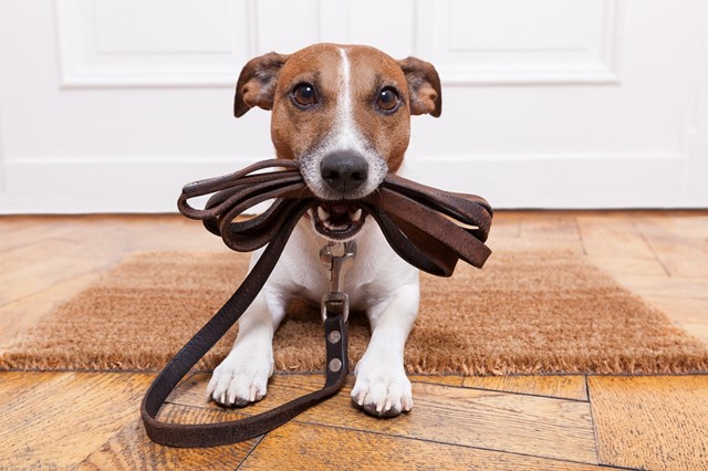Hond ligt op deurmat met riem in zijn bek