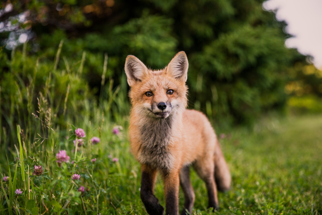 Micro avontuur wandelroutes Vos in Hoge Veluwe
