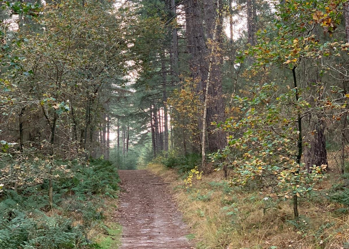 Wandelen Werkt Verbindend in de natuur