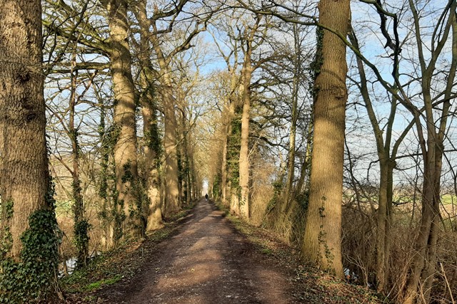 foto van wandelpad en een rij bomen.