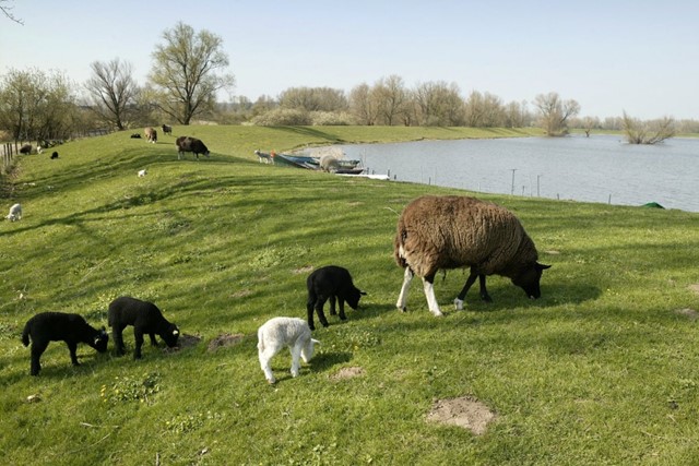 De uiterwaarden van de Rijn bij Opheusden