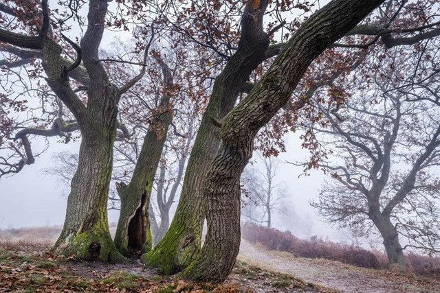 Wandelen in de ijstijd Landgoed De Hamert