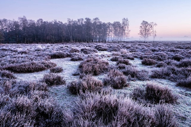 Wandelen in de ijstijd Landgoed De Hamert; heide