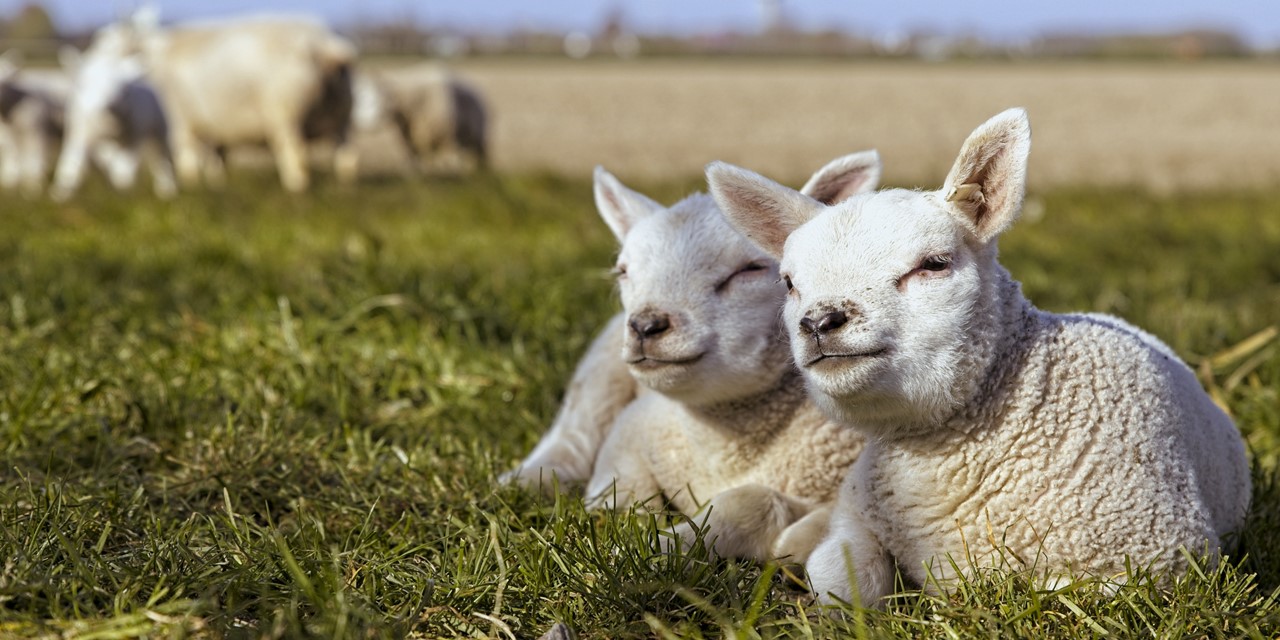 Lammetjes