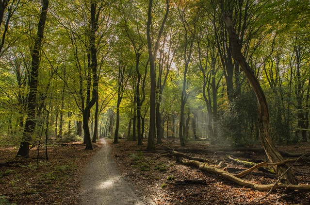 6x de mooiste Klompenpaden in Gelderland - Speulderbos
