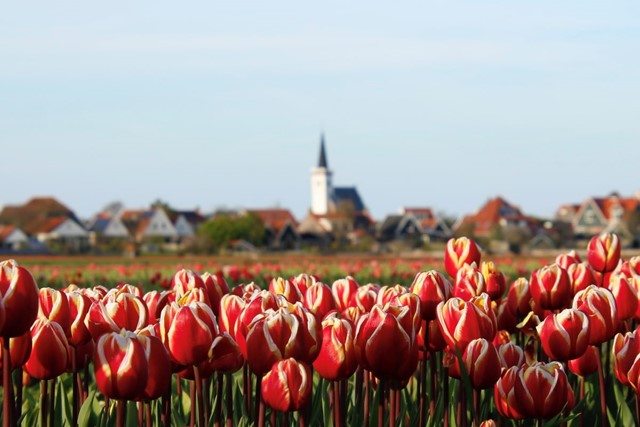 Wandelroute Texel Rondje Den Hoorn; Tulpenveld Texel