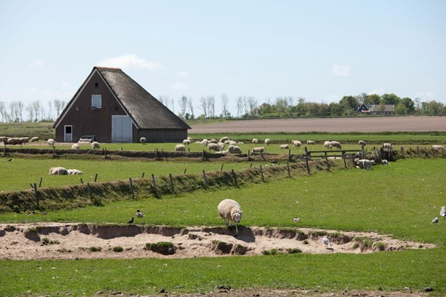 Een Schapenboet in natuurgebied de Hoge Berg