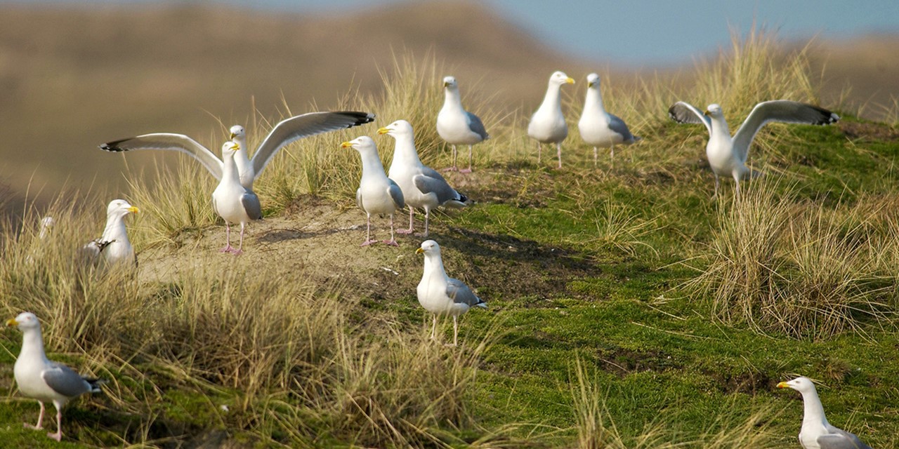 afbeelding van meeuwen.